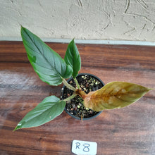 Load image into Gallery viewer, #R8 Philodendron Serpens