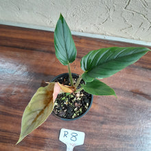 Load image into Gallery viewer, #R8 Philodendron Serpens