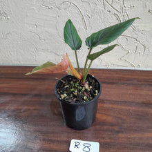 Load image into Gallery viewer, #R8 Philodendron Serpens