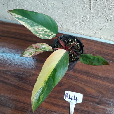 #R44 Philodendron Strawberry Shake