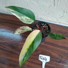 Load image into Gallery viewer, #R44 Philodendron Strawberry Shake
