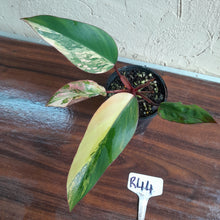 Load image into Gallery viewer, #R44 Philodendron Strawberry Shake