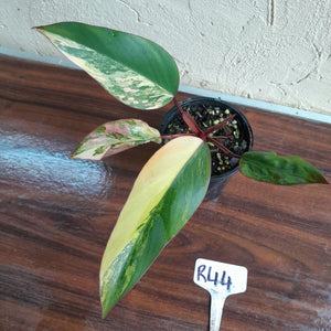 #R44 Philodendron Strawberry Shake