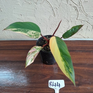 #R44 Philodendron Strawberry Shake