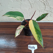 Load image into Gallery viewer, #R44 Philodendron Strawberry Shake