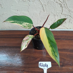 #R44 Philodendron Strawberry Shake