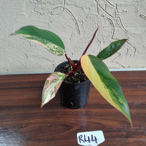 #R44 Philodendron Strawberry Shake