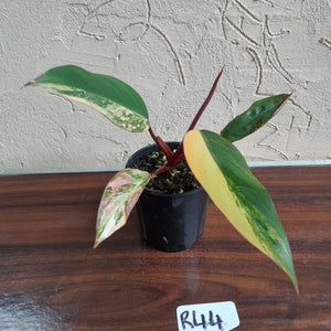 #R44 Philodendron Strawberry Shake