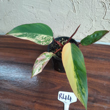 Load image into Gallery viewer, #R44 Philodendron Strawberry Shake