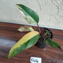 Load image into Gallery viewer, #R44 Philodendron Strawberry Shake