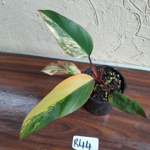 #R44 Philodendron Strawberry Shake
