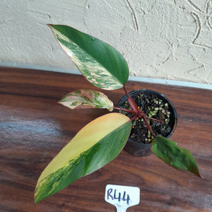 #R44 Philodendron Strawberry Shake