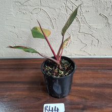 Load image into Gallery viewer, #R44 Philodendron Strawberry Shake