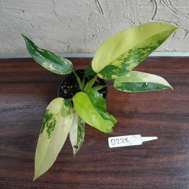 #D228 Variegated Philodendron Domesticum
