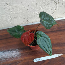 Load image into Gallery viewer, #R12 Anthurium Dark Complex x Luxurians