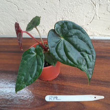 Load image into Gallery viewer, #R12 Anthurium Dark Complex x Luxurians