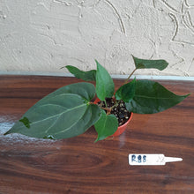 Load image into Gallery viewer, #R88 Two x Anthurium NOID