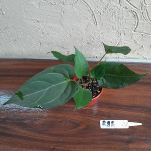#R88 Two x Anthurium NOID