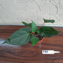 Load image into Gallery viewer, #R88 Two x Anthurium NOID