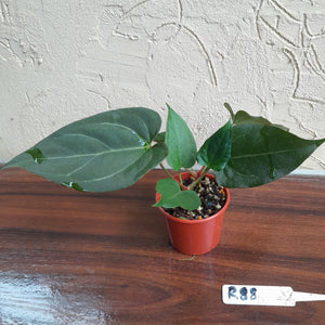#R88 Two x Anthurium NOID