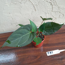 Load image into Gallery viewer, #R88 Two x Anthurium NOID