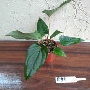 #R88 Two x Anthurium NOID