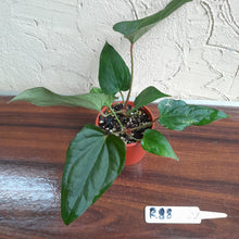 Load image into Gallery viewer, #R88 Two x Anthurium NOID