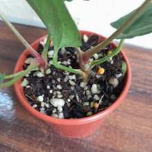 Load image into Gallery viewer, #R88 Two x Anthurium NOID