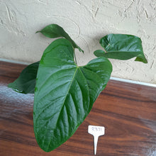 Load image into Gallery viewer, #R371 Anthurium Green Tree Frog x