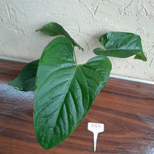 Load image into Gallery viewer, #R371 Anthurium Green Tree Frog x