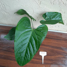 Load image into Gallery viewer, #R371 Anthurium Green Tree Frog x