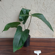 Load image into Gallery viewer, #R371 Anthurium Green Tree Frog x