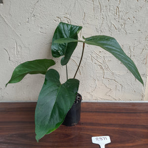 #R371 Anthurium Green Tree Frog x