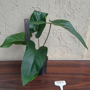 #R371 Anthurium Green Tree Frog x