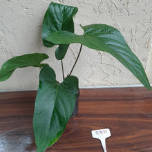 Load image into Gallery viewer, #R371 Anthurium Green Tree Frog x