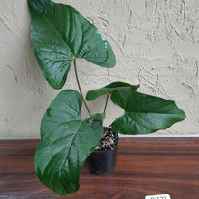 Load image into Gallery viewer, #R371 Anthurium Green Tree Frog x