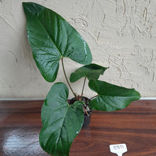 Load image into Gallery viewer, #R371 Anthurium Green Tree Frog x