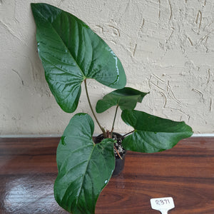 #R371 Anthurium Green Tree Frog x