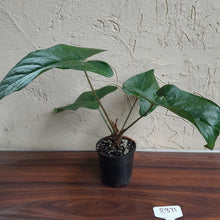 Load image into Gallery viewer, #R371 Anthurium Green Tree Frog x