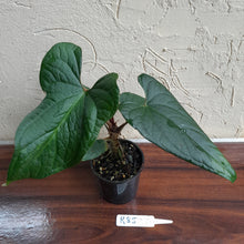Load image into Gallery viewer, #R85 Anthurium NOID