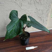 Load image into Gallery viewer, #R85 Anthurium NOID
