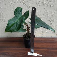 Load image into Gallery viewer, #R85 Anthurium NOID