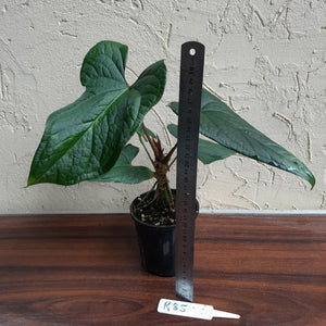 #R85 Anthurium NOID
