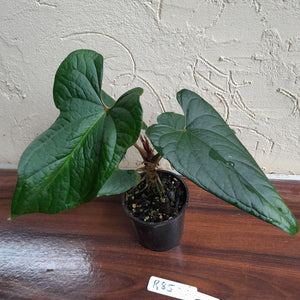 #R85 Anthurium NOID