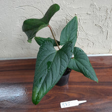 Load image into Gallery viewer, #R85 Anthurium NOID