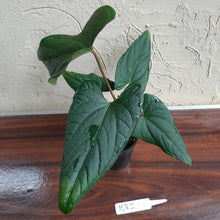 Load image into Gallery viewer, #R85 Anthurium NOID