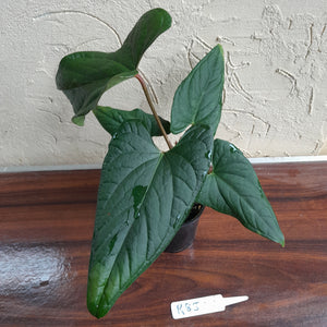 #R85 Anthurium NOID