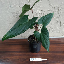 Load image into Gallery viewer, #R85 Anthurium NOID