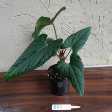 Load image into Gallery viewer, #R85 Anthurium NOID