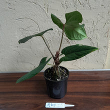 Load image into Gallery viewer, #R85 Anthurium NOID